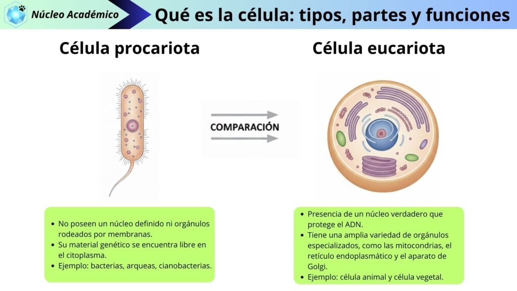 la celula que es tipo y funciones
